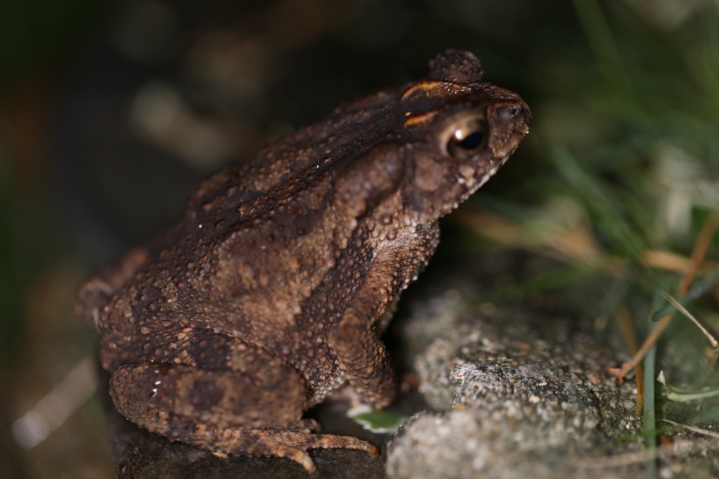 Philippine Toad (Ingerophrynus philippinicus)
