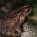 Philippine Toad - Photo (c) Sebastián Lescano, some rights reserved (CC BY-NC), uploaded by Sebastián Lescano