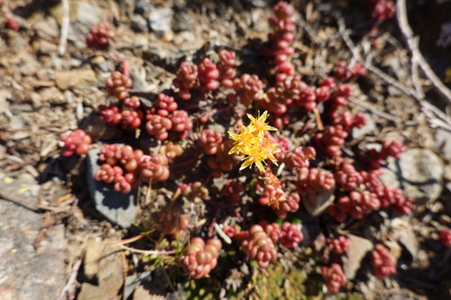 Cascade Stonecrop