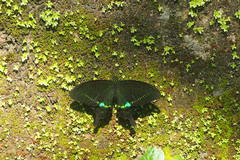 Papilio hermosanus