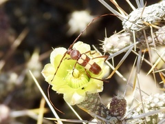 Aethecerinus latecinctus