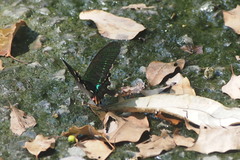 Papilio hermosanus