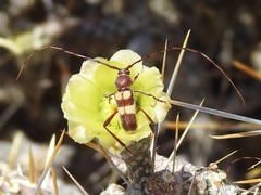 Aethecerinus latecinctus