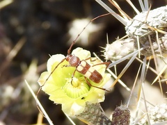 Aethecerinus latecinctus