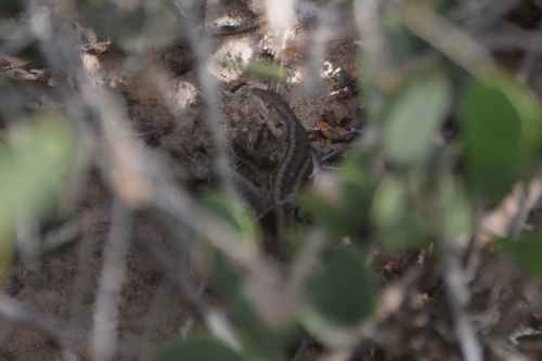 Liolaemus saxatilis
