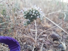 Navarretia tagetina