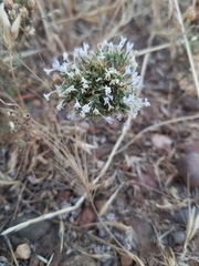 Navarretia tagetina
