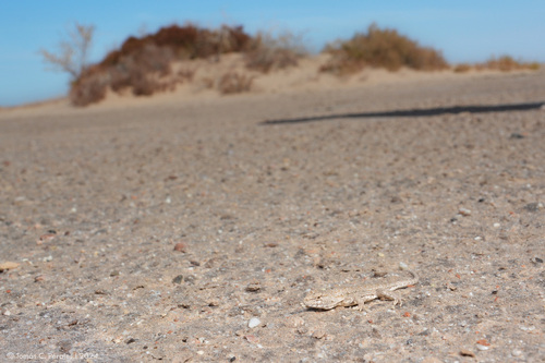 La Rioja Smooth-throated Lizard, Liolaemus anomalus
