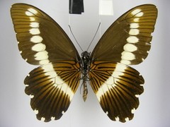 Papilio gallienus