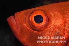 Priacanthus hamrur