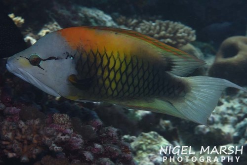 Slingjaw Wrasse