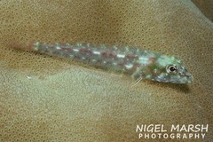 Helcogramma gymnauchen