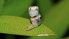 Spilonota constrictana