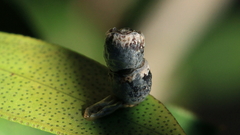 Spilonota constrictana