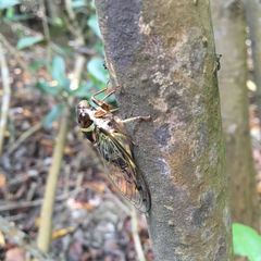 Diceroprocta marevagans