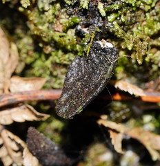 Xylaria castorea