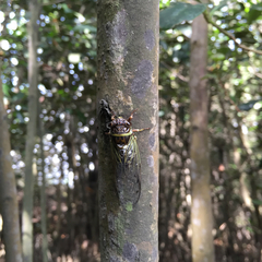 Diceroprocta marevagans