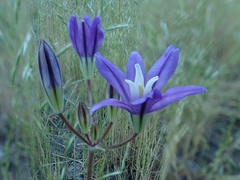 Brodiaea rosea rosea