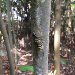 Diceroprocta marevagans