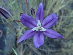 Brodiaea rosea rosea