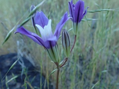 Brodiaea rosea rosea