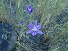 Brodiaea rosea rosea