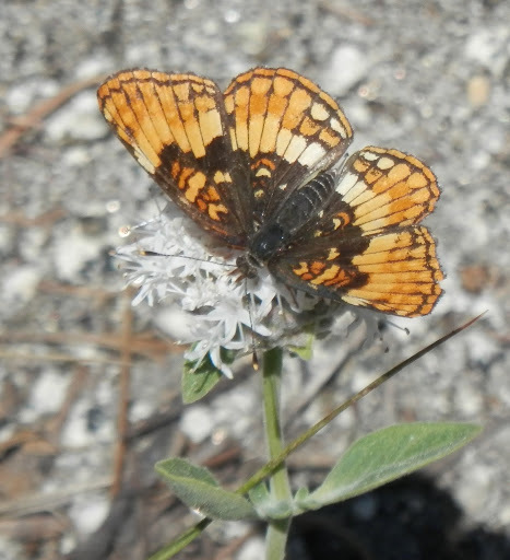 Hoffmann's Checkerspot