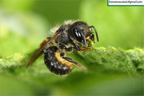 Osmia shaanxiensis
