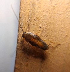 Myrmecoblatta hebardi