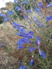Penstemon heterophyllus