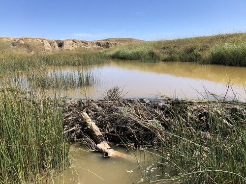 American Beaver photographed in North Dakota