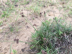 Fimbristylis sericea