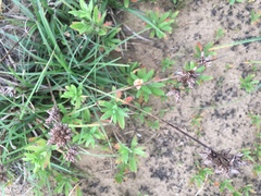 Fimbristylis sericea