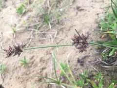 Fimbristylis sericea