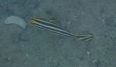 Plectorhinchus