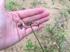 Fimbristylis sericea