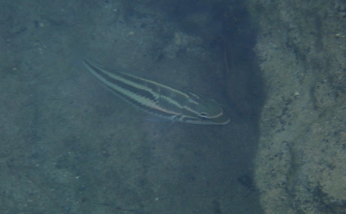 Pentapodus trivittatus