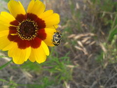 Eurydema gebleri