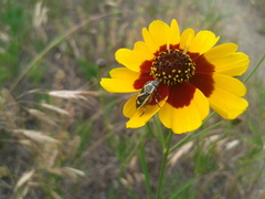 Eurydema gebleri