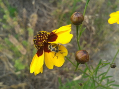 Eurydema gebleri