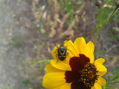 Eurydema gebleri