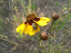 Eurydema gebleri