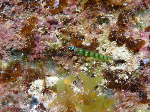Saipan dwarfgoby (Eviota saipanensis) — Gobiidae — 4