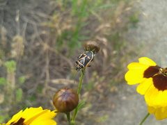 Eurydema gebleri