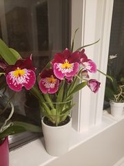 Miltoniopsis