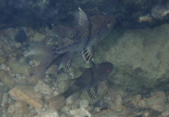 Sphaeramia orbicularis