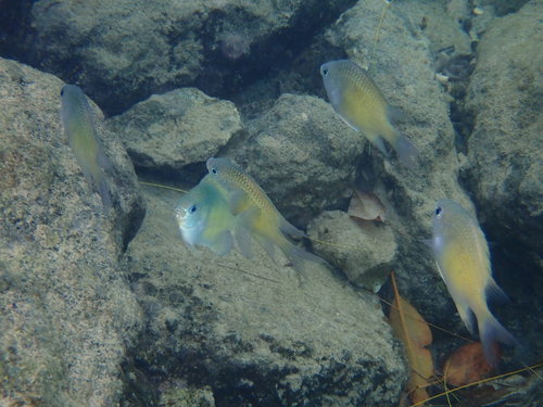 Amblyglyphidodon batunaorum