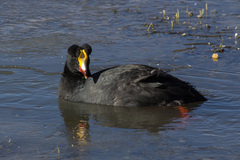 Fulica gigantea