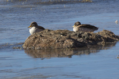Anas flavirostris oxyptera