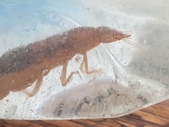 Cybister lateralimarginalis